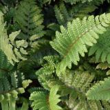 Polystichum setiFerum (klein)