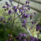 Thalictrum delavayi `Splendide` (klein)