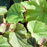 Begonia grandis (klein)