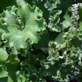 Farfugium `Wavy Gravy` (klein)