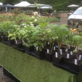 Ansicht Stand, Grugapark Essen (klein)