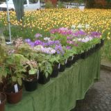 Ansicht Stand, Grugapark Essen (klein)