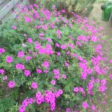Geranium `Patrizia` (klein)