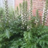 Acanthus mollis `Jeff Albus` (klein)