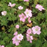 Geranium `Dreamland` (klein)