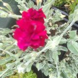 Lychis coronaria `Gardeners World` (klein)