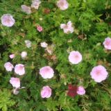 Geranium sanguineum `Apfelblüte` (klein)