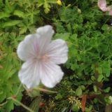 Geranium `Derrick Cook` (klein)