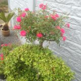 Dekoaufnahmen in der Gärtnerei (klein)