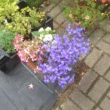 Dekoaufnahmen in der Gärtnerei (klein)