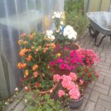 Dekoaufnahmen in der Gärtnerei (klein)