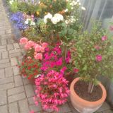 Dekoaufnahmen in der Gärtnerei (klein)