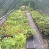 Blick in die Schattenhalle (klein)